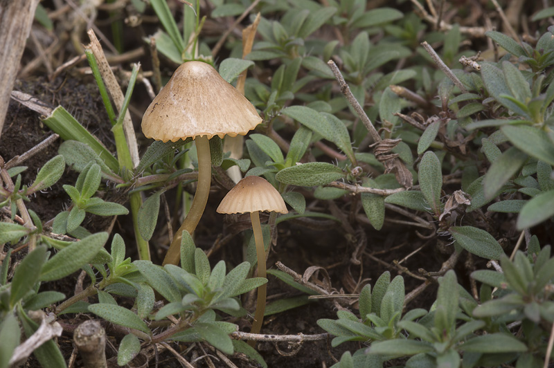 Mycena olivaceomarginata